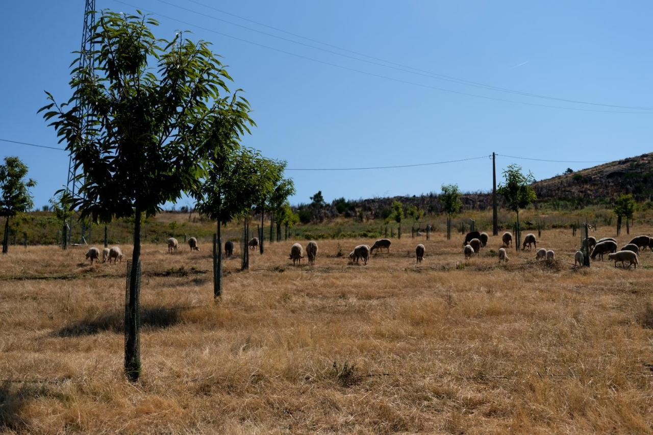 Quinta Do Chaozinho Alijó